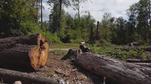 Sammamish, WA Tree Care Company