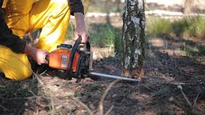 Sammamish, WA Tree Care Pros
