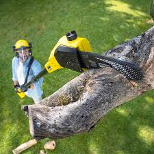 Best Tree Maintenance Programs  in Sammamish, WA