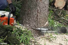 Best Arborist Consultation Services  in Sammamish, WA