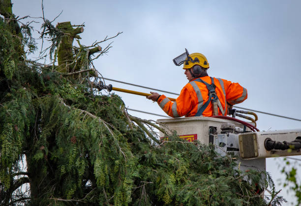 How Our Tree Care Process Works  in  Sammamish, WA