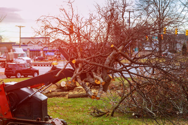 Best Tree Cabling and Bracing  in Sammamish, WA