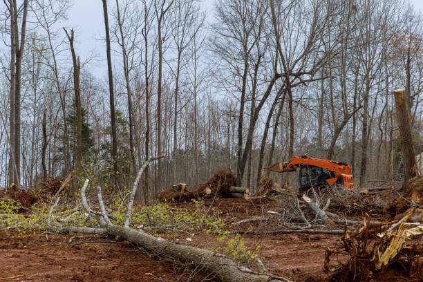 Best Lot and Land Clearing  in Sammamish, WA