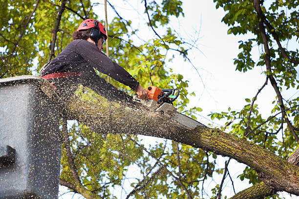 Best Lawn Pest Prevention  in Sammamish, WA