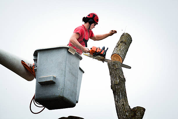Best Tree Mulching  in Sammamish, WA