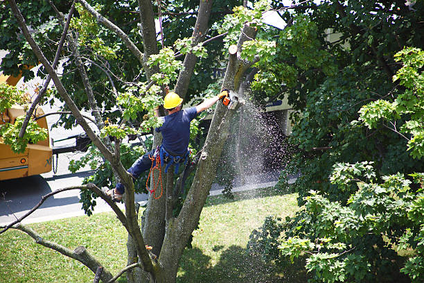 Best Leaf Removal  in Sammamish, WA