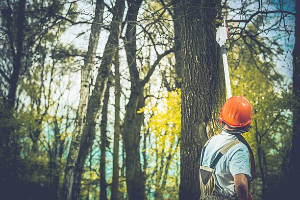 Best Hazardous Tree Removal  in Sammamish, WA