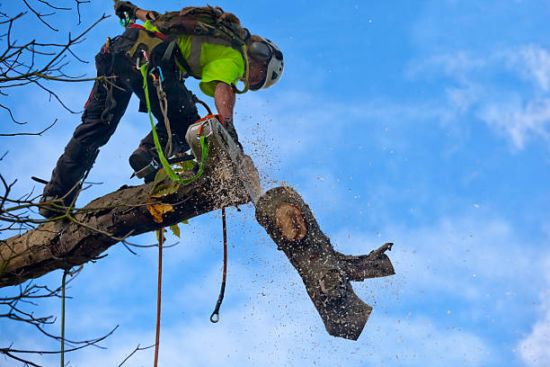 Best Palm Tree Trimming  in Sammamish, WA